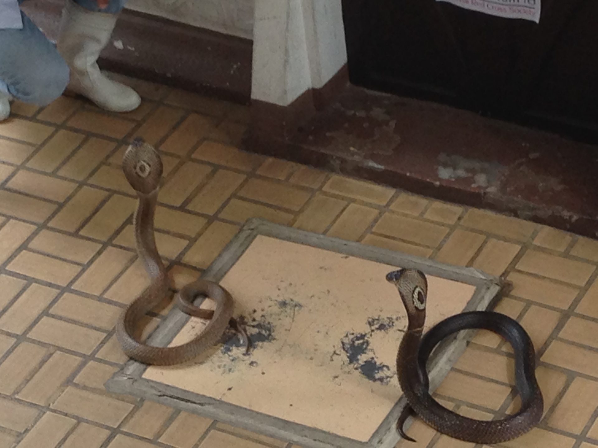 Queen Saovabha Memorial Institute and Snake Farm, Bangkok (3).jpeg